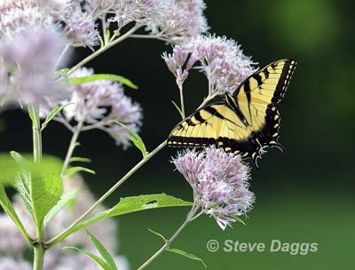 2 Canadian Tiger Swallowtail