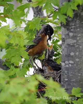 3 American Robin