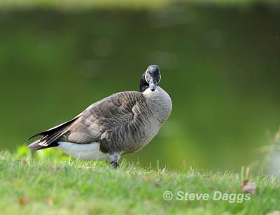 4 Canada Goose