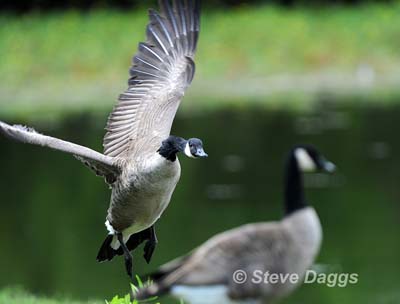 5 Canada Goose